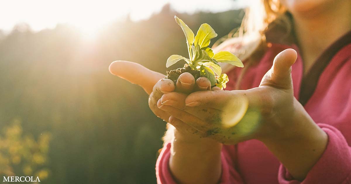 Cómo proteger los cultivos de su jardín del estrés por calor