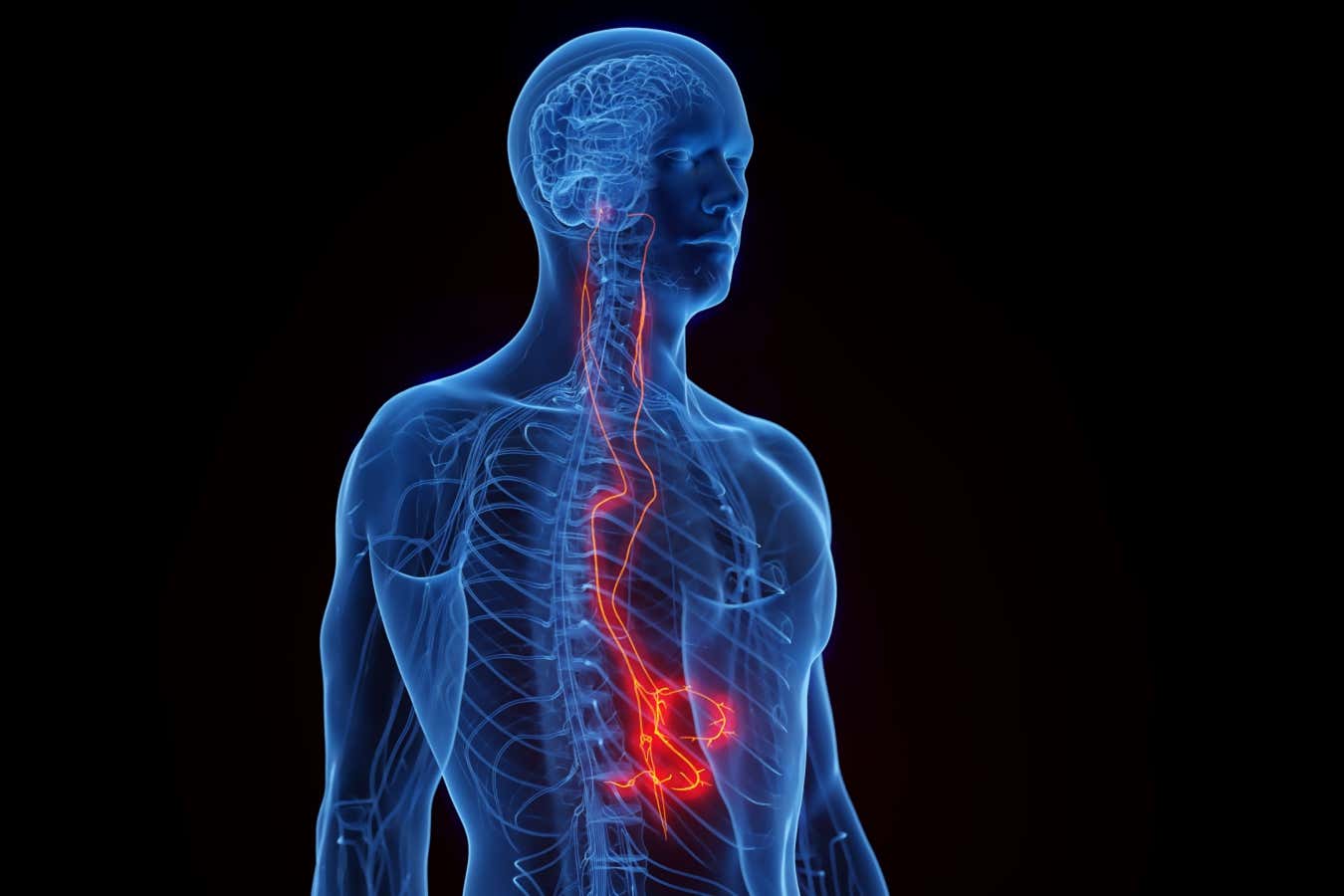 La estimulación del nervio vago recibe la aprobación de los Estados Unidos para tratar la artritis