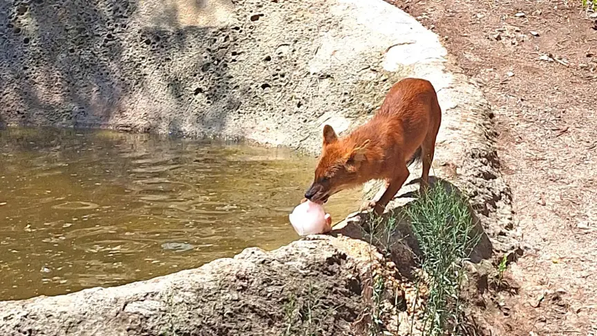 Los helados especiales mantienen a los animales frescos durante la onda de calor en Terra Natura Benidorm