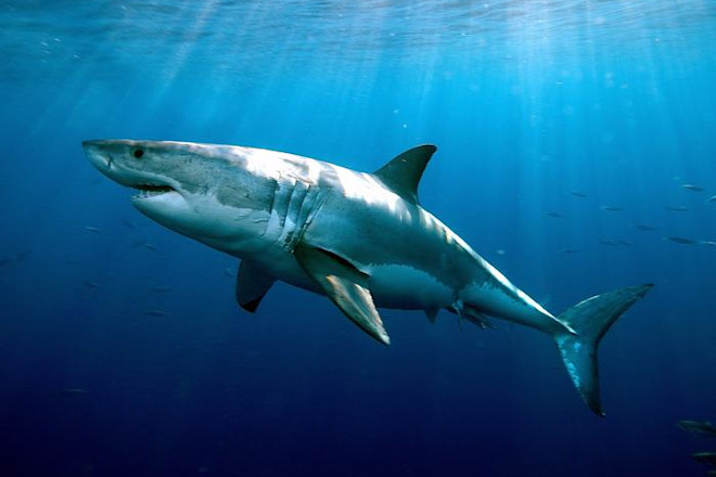 Las diferencias de ADN en grandes tiburones blancos han instigado un misterio sin resolver