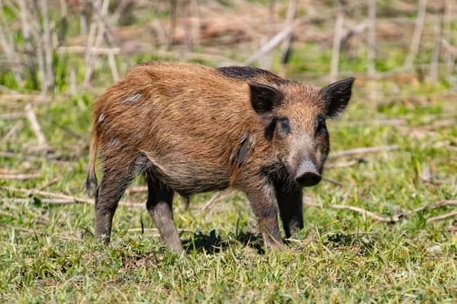 Los cerdos salvajes se están volviendo azul neón en California. Las autoridades dicen que se mantienen alejados