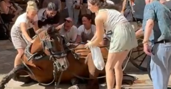 Carriage Horse se derrumba en Palma