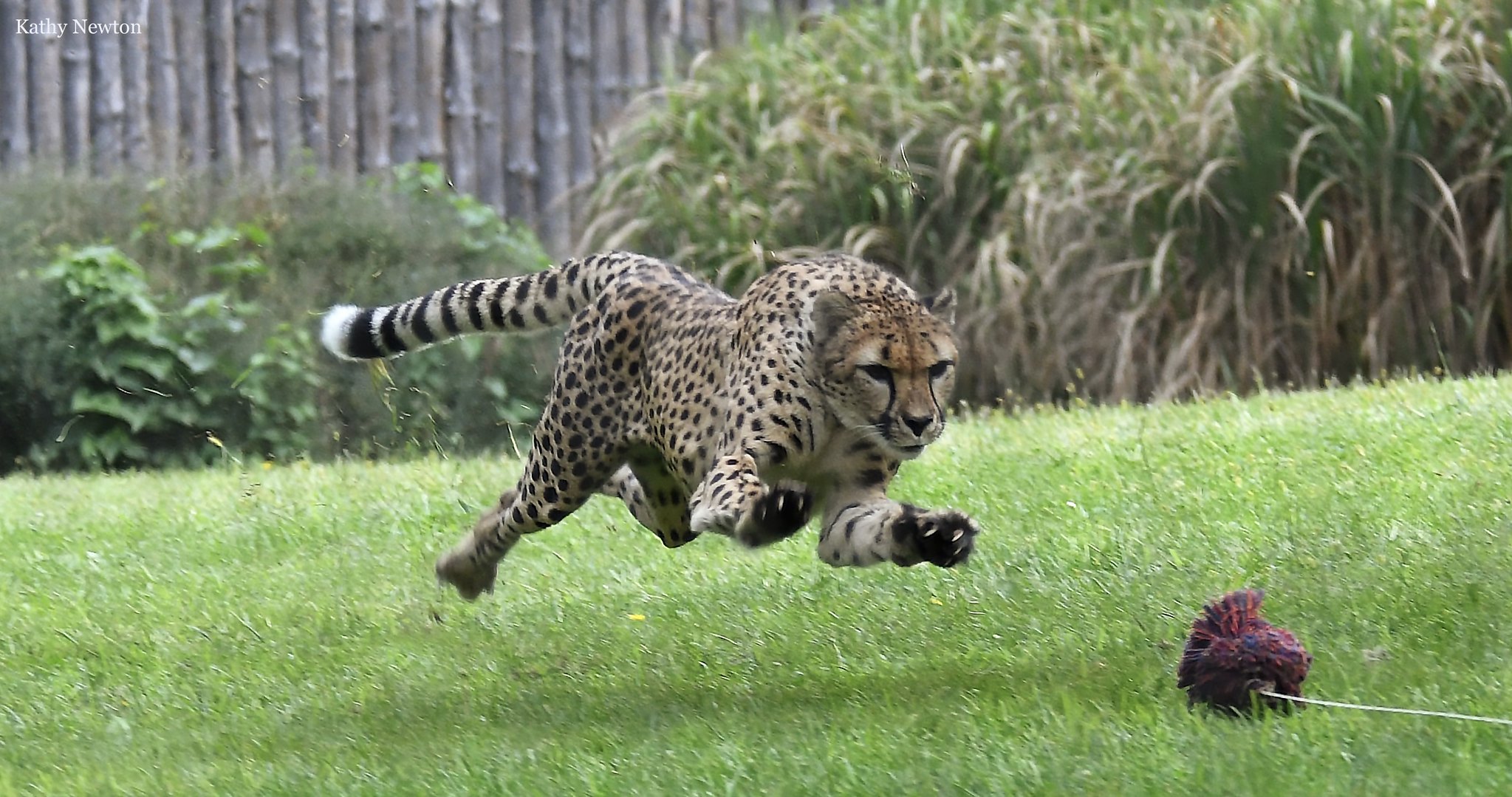 Un septiembre para recordar en el zoológico y el jardín botánico de Cincinnati