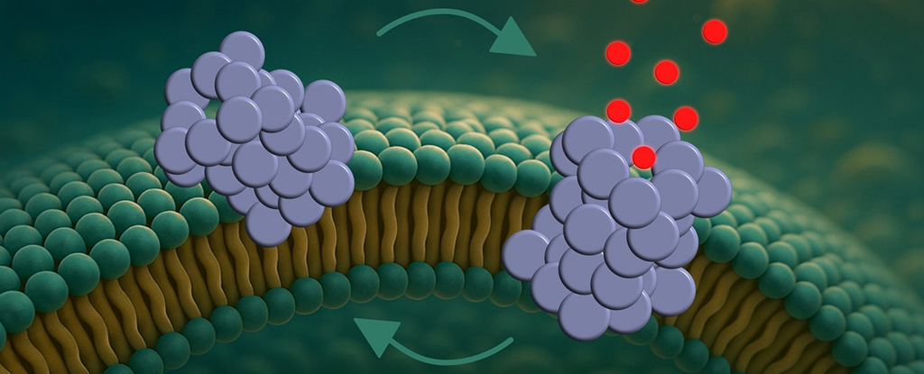 Proteína que empuje agujeros en las células podría explicar el declive de Parkinson: Sciencealert