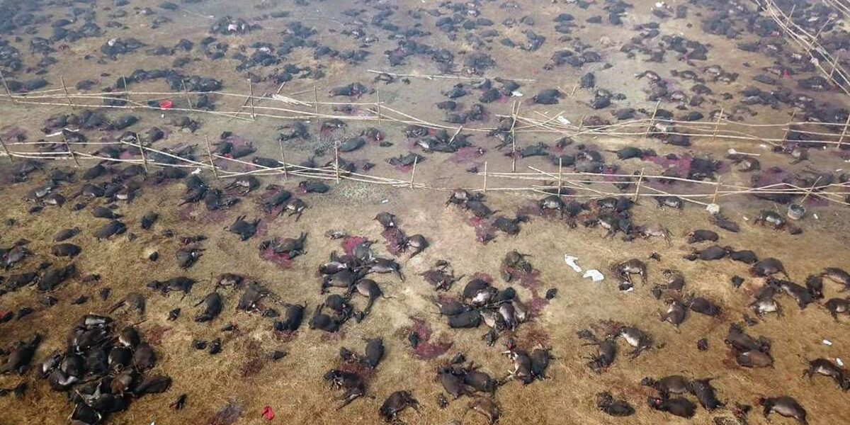 Intentaron silenciarme en el sacrificio de animales más grande del mundo.