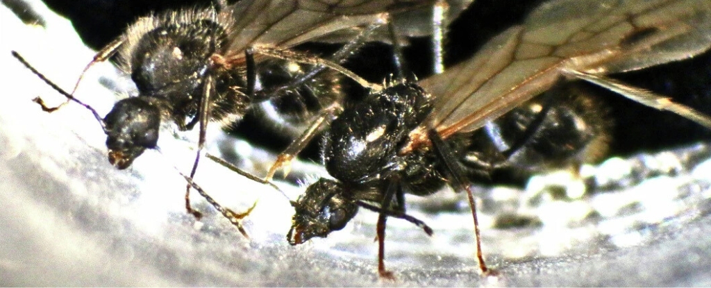 Las reinas de las hormigas producen descendencia de dos especies diferentes, científicos impresionantes: Sciencealert