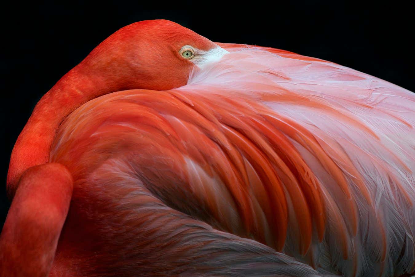 Birds deslumbra y asombre en impresionantes nuevas fotografías