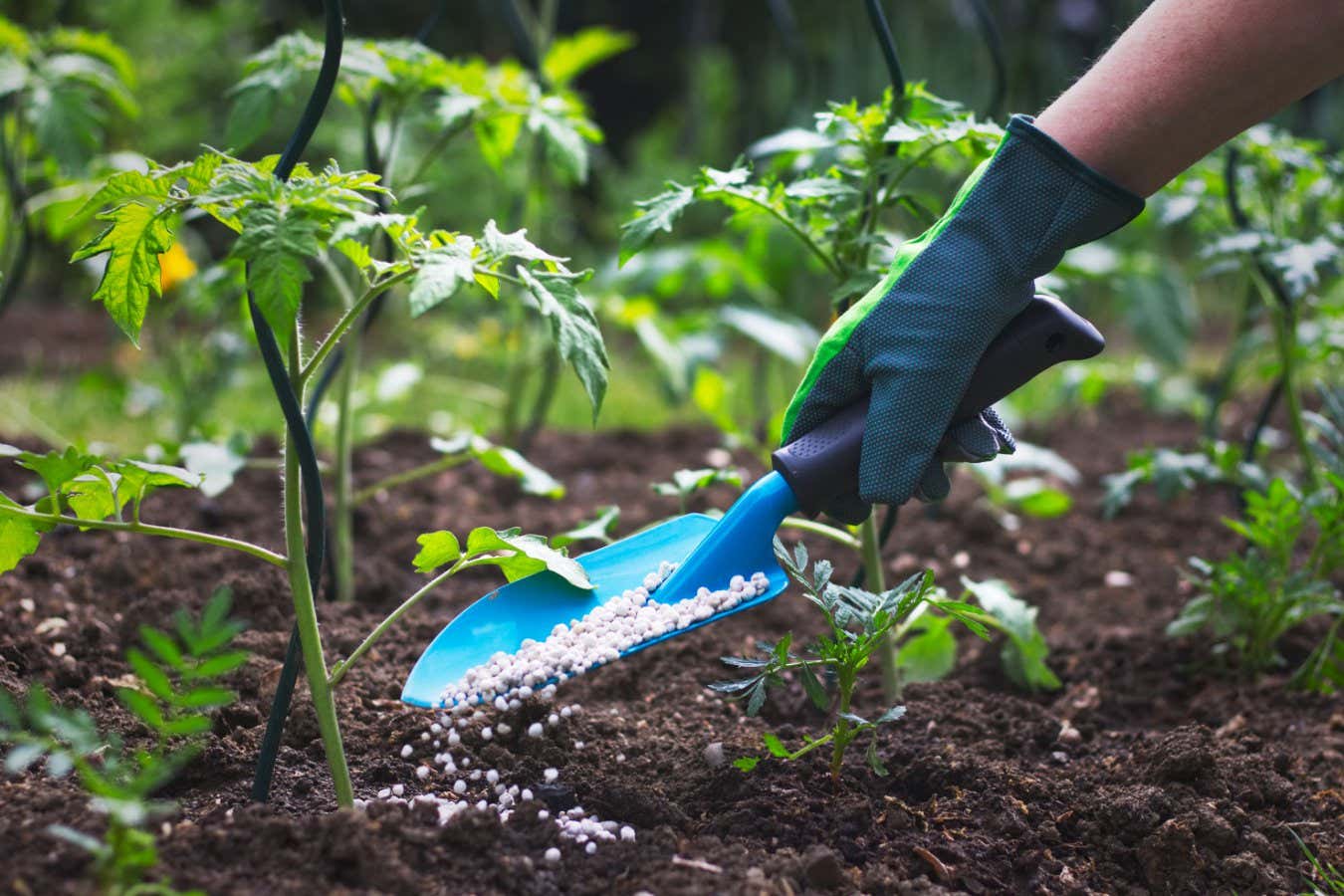 Cómo elegir el fertilizante adecuado para todas sus diferentes plantas