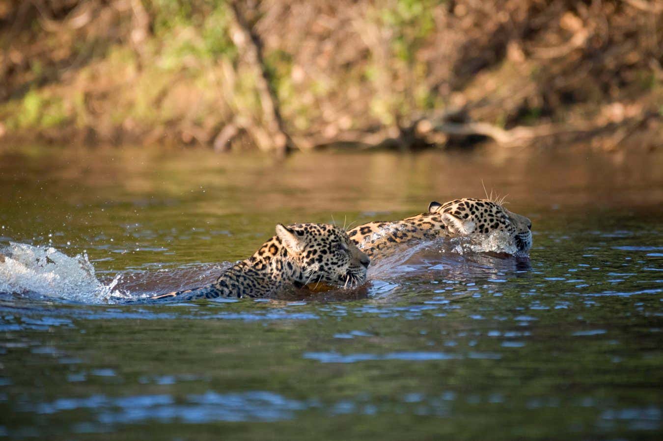 Jaguar rompe récords nadando al menos 1.3 kilómetros