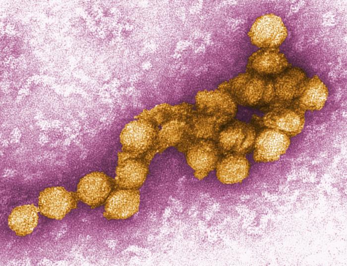 El virus del Nilo Occidental teme como mosquitos infectados que se encuentran en tres ciudades andalucianas