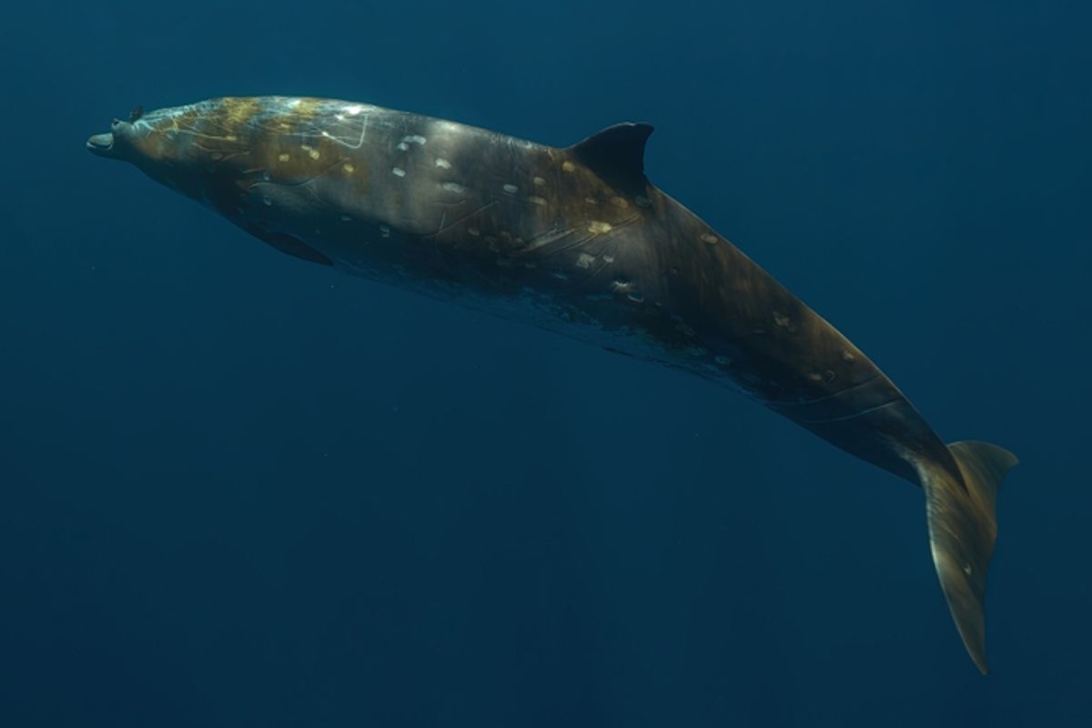 A casi 500 pies debajo del agua, los expertos escucharon los sonidos de la esquiva ballena de pico