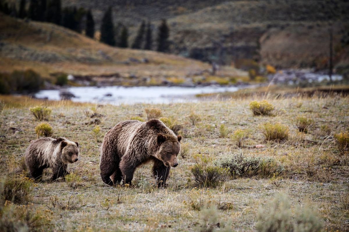 ¿Están los animales como leones y osos de montaña que salen del Parque Nacional de Yellowstone?