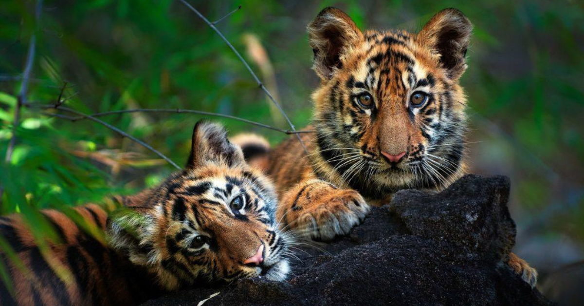 Chhattisgarh Tiger La población se duplica con esfuerzos de conservación efectivos