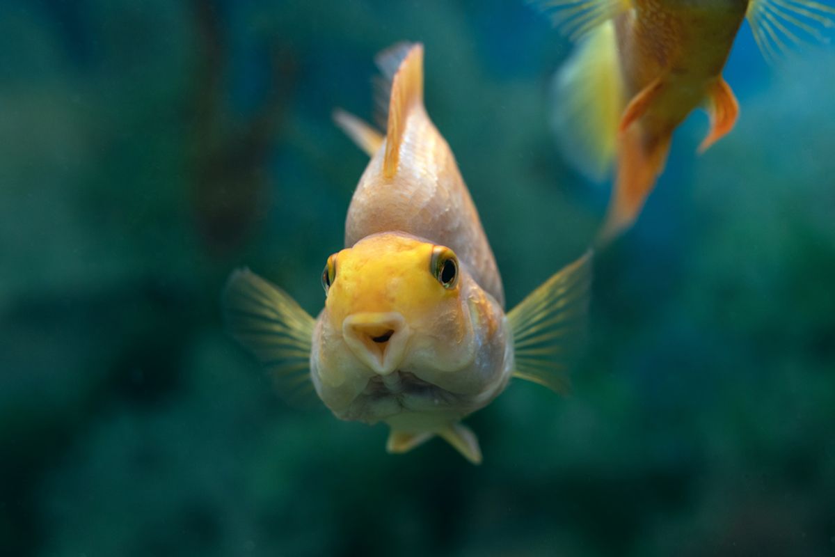 ¿Pisos de pescado? | Discover Magazine