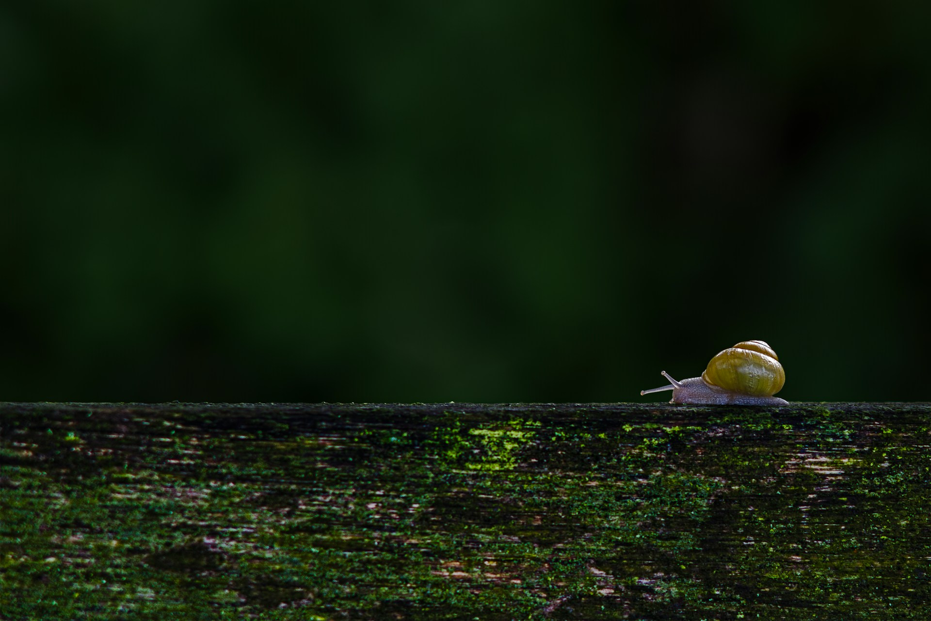 Ai fomo, shadow ai y otros problemas comerciales