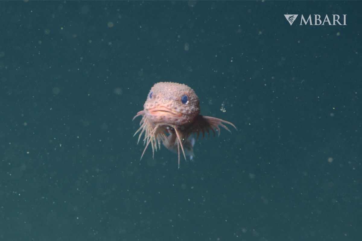 Este adorable pescado bachaposo es una de las tres nuevas especies descubiertas en el aguas profundas