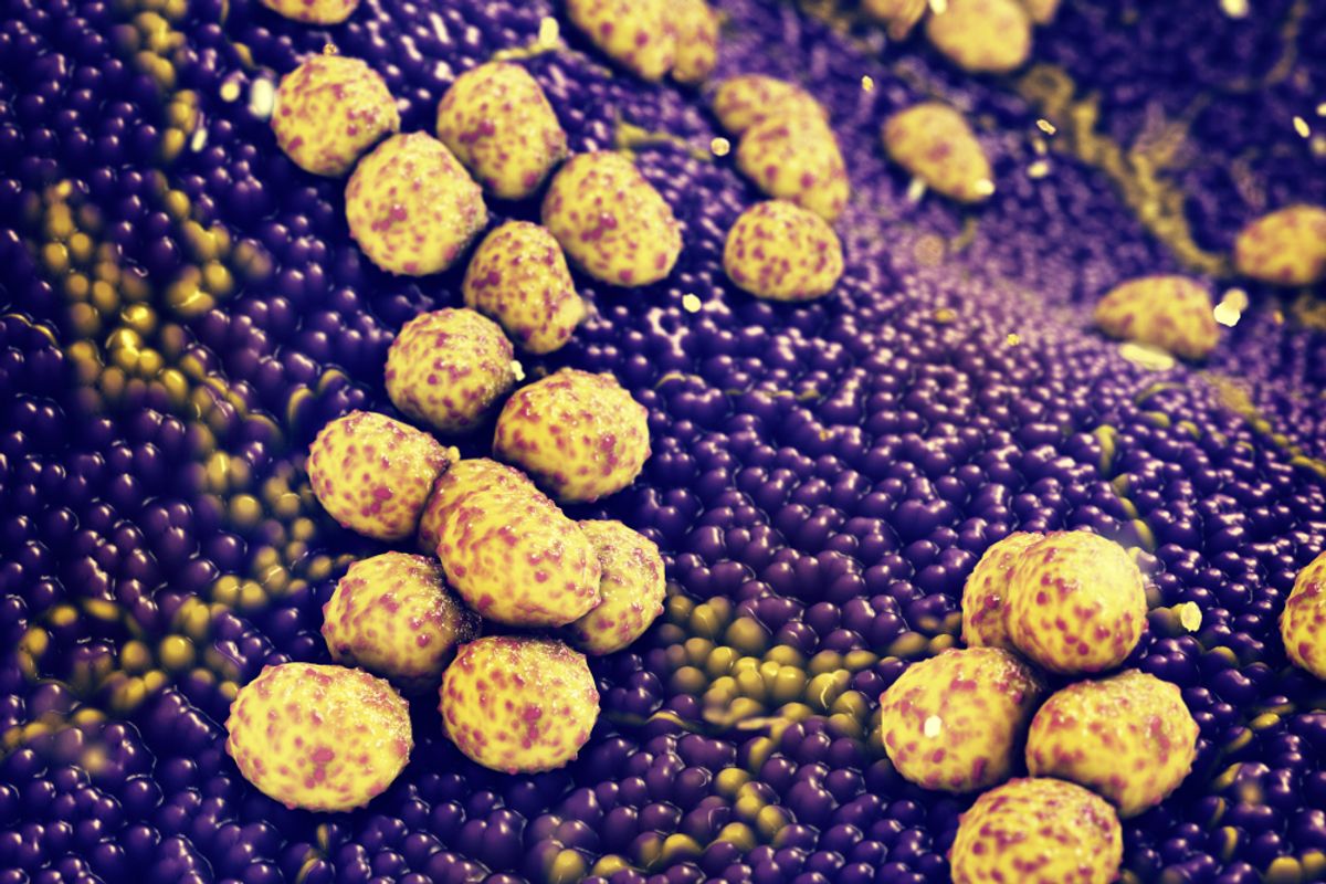 Las bacterias estafilias infecciosas se adhieren a la piel humana con el agarre más fuerte en la naturaleza